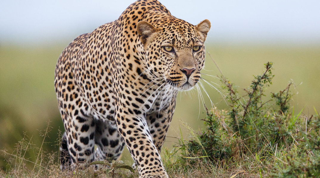 leopard-attack.jpg