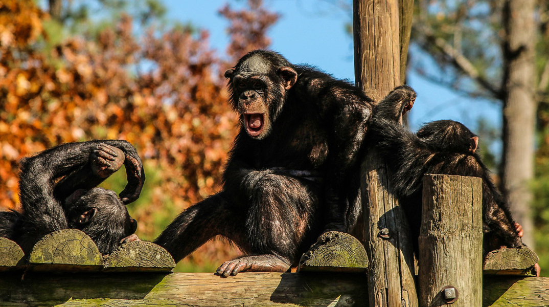 chimpanzees-204699_1920.jpg