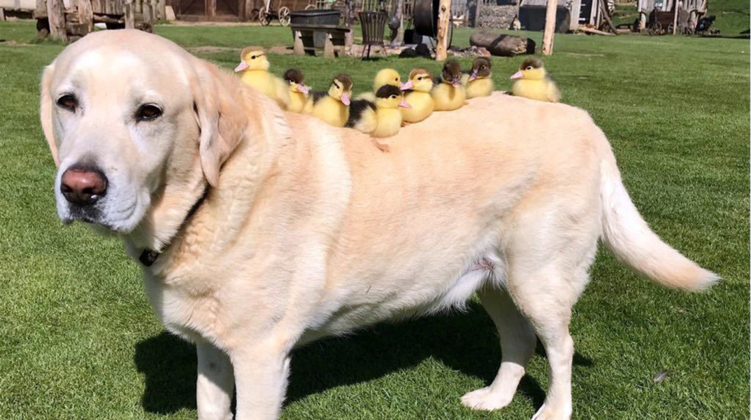 dog-and-duck.jpg