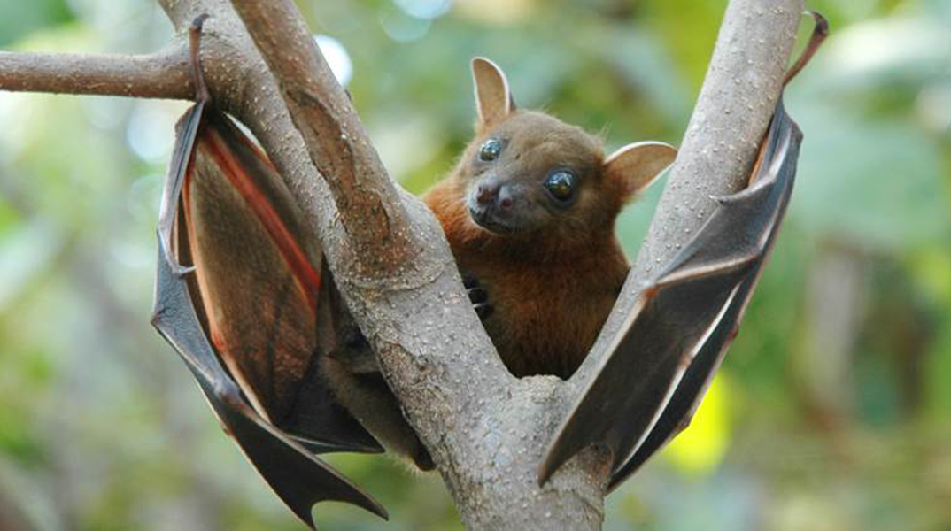 fruit-bat.jpg