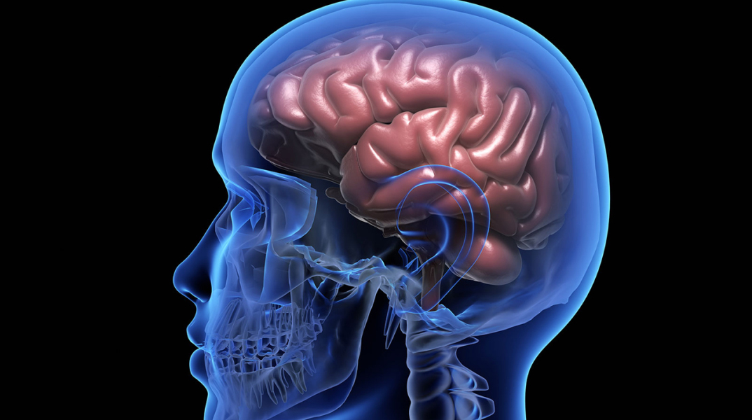 human-brain-pm656jq.jpg