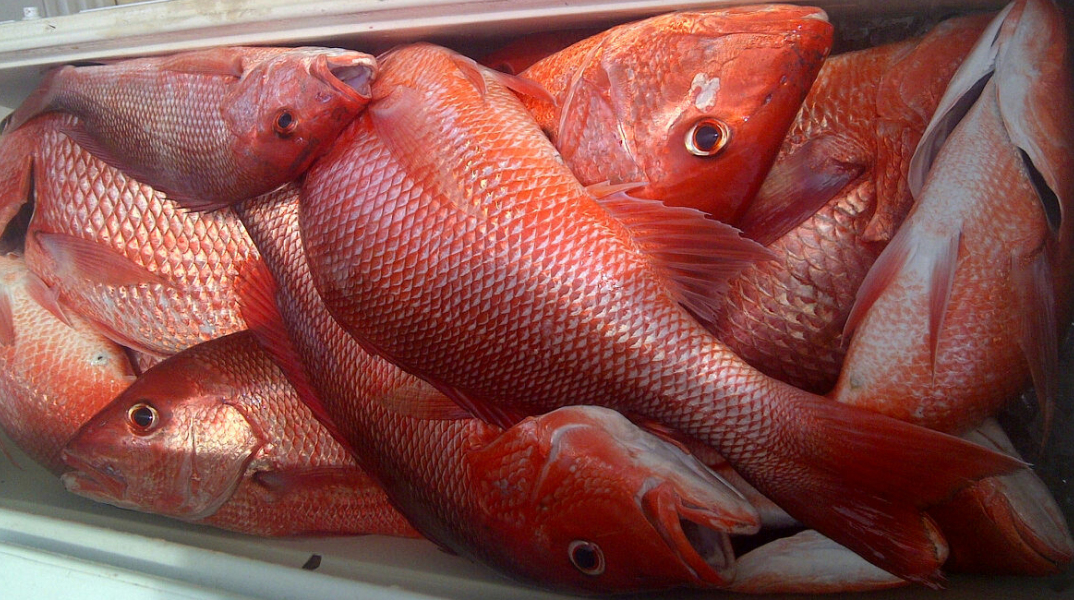 red-snapper-box-may-28-14.jpg