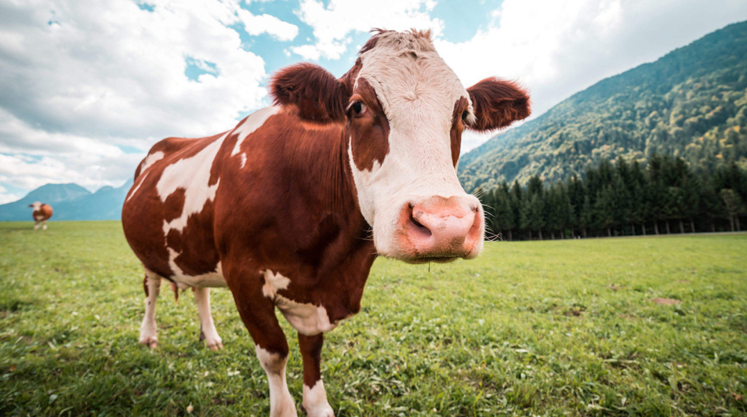 brown-and-white-cow-in-pasture_free_stock_photos_picjumbo_dsc01984-2210x1473.jpg