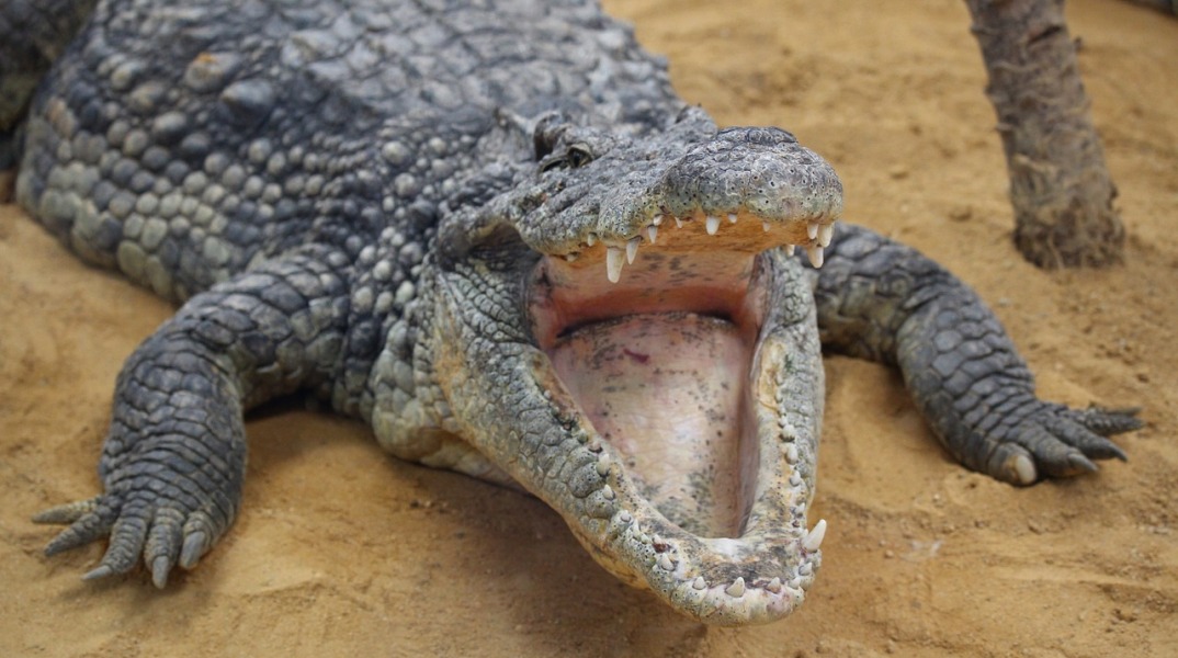crocodile-1210331_1280.jpg