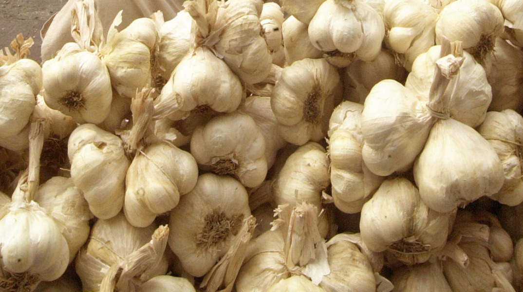 garlic2342423.jpg