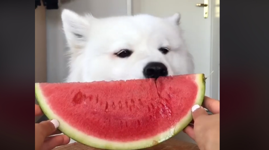 watermelon.jpg