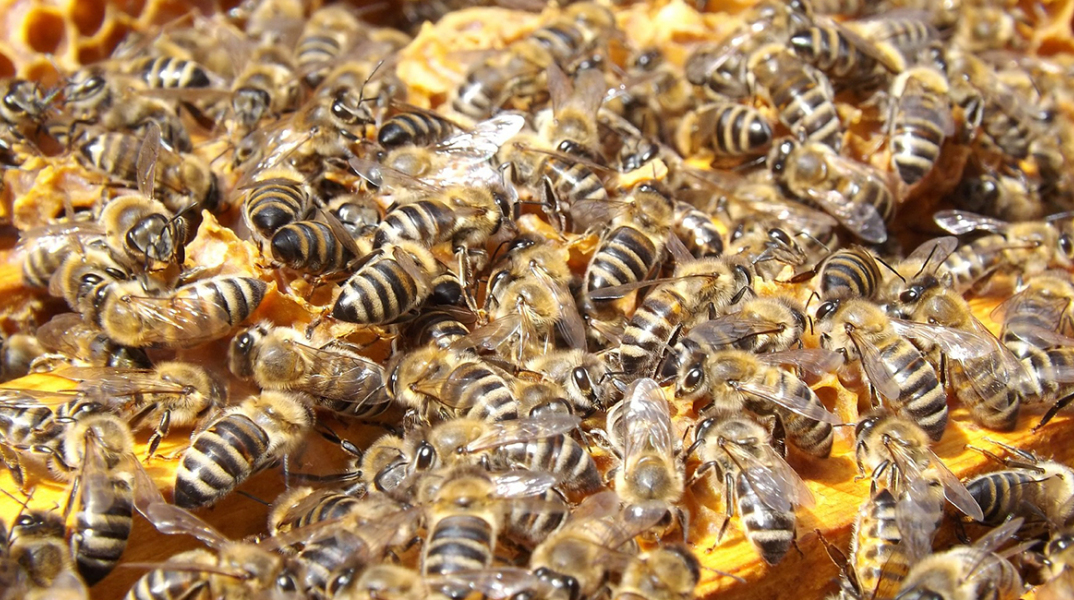 bees-486872_1920.jpg