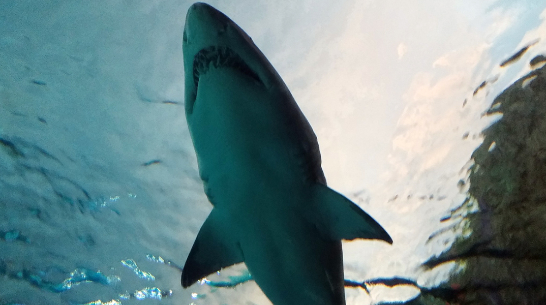 shark-1122899_1920.jpg