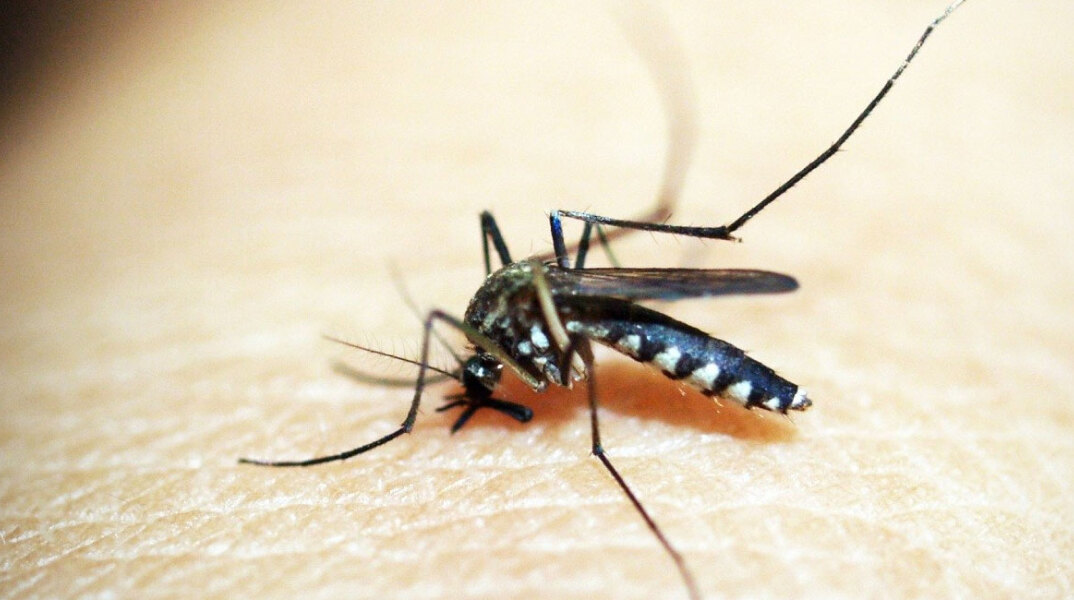 mosquito3.jpg
