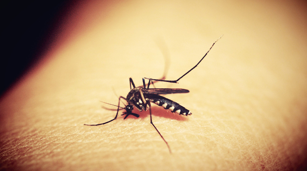 mosquitoe-1548975_1920.jpg