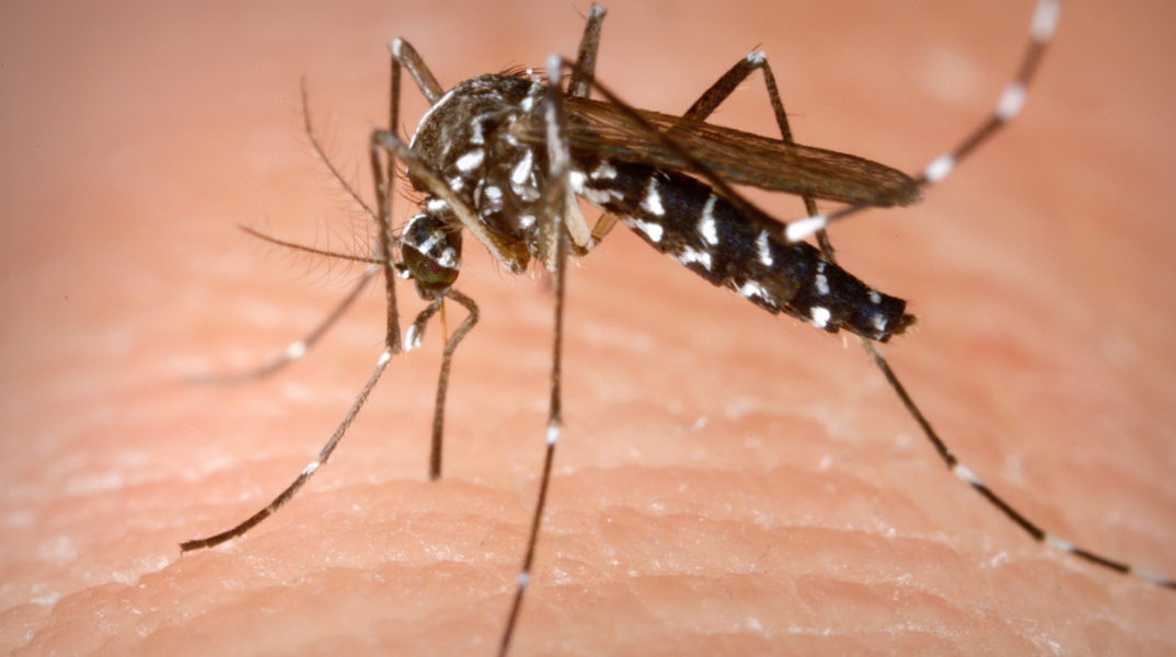 aedes_albopictus.jpg