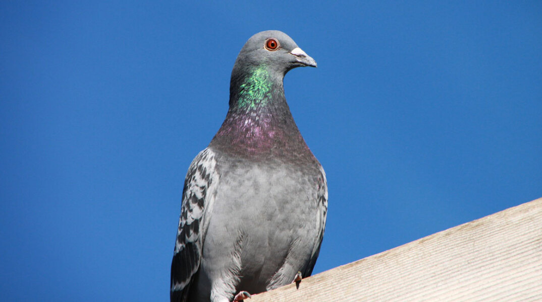 pigeon.jpg