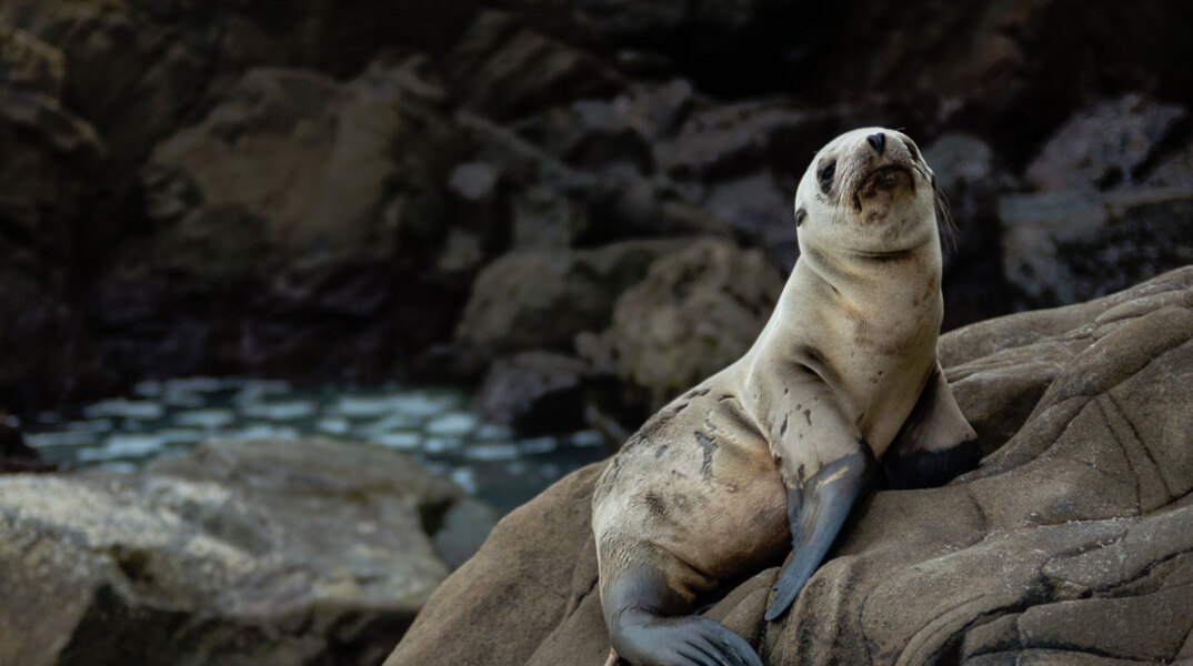 sea-lion.jpg