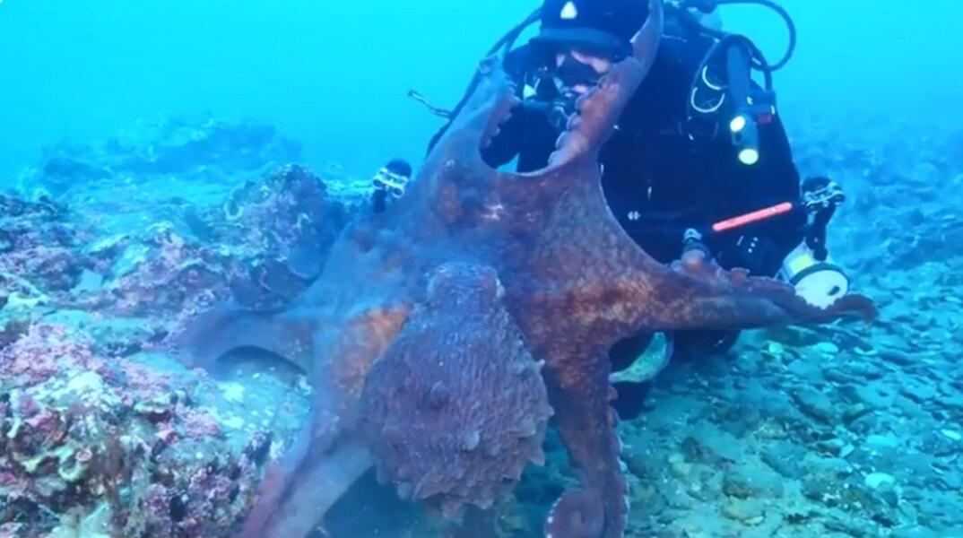 octopus-diver.jpg