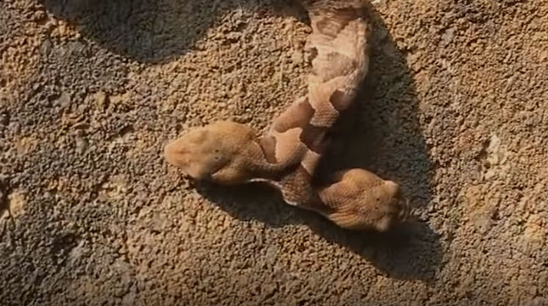 two-headed-snake.jpg