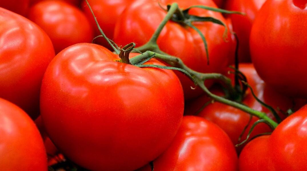 tomato2432.jpg
