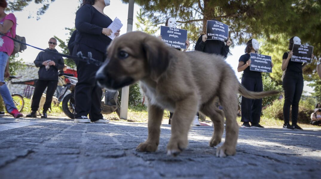 Έκαψαν σκυλάκι μέσα στο σπιτάκι του στην Κρήτη 