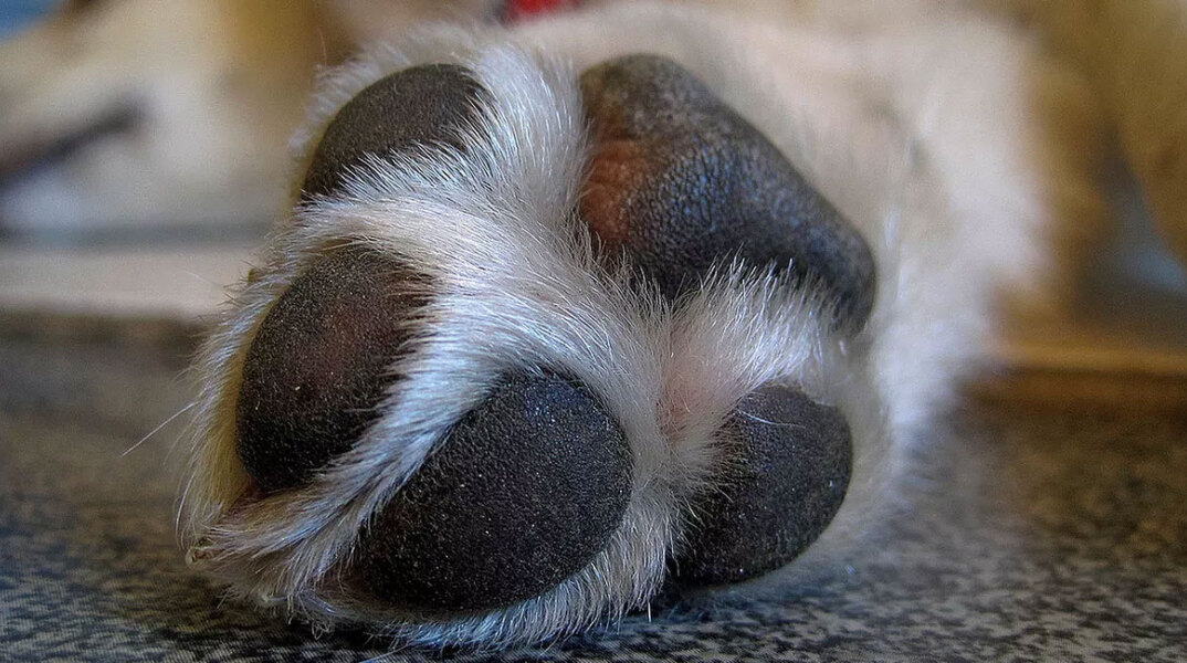 dog-paws.jpg