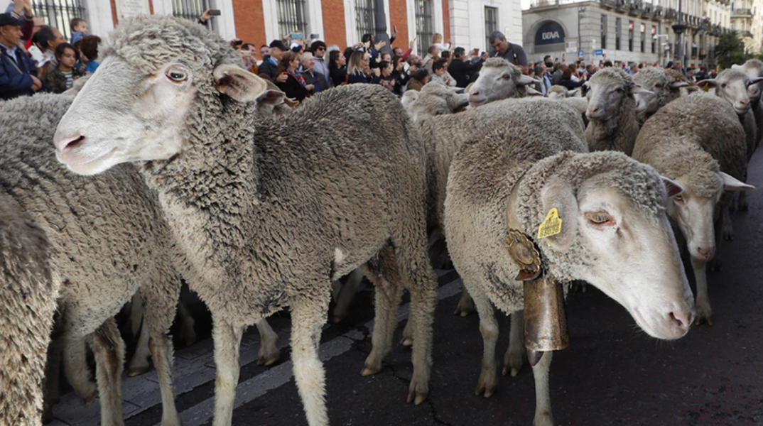 sheep-madrid-flock.jpg