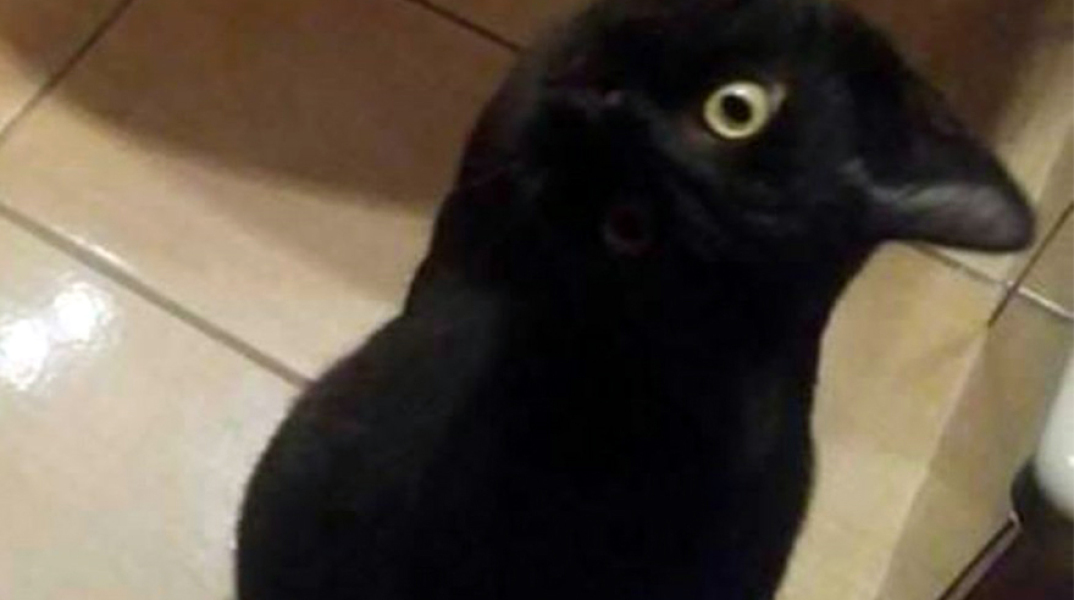crow-cat.jpg