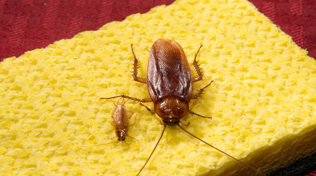 american-and-german-cockroaches-bug_0902.jpg