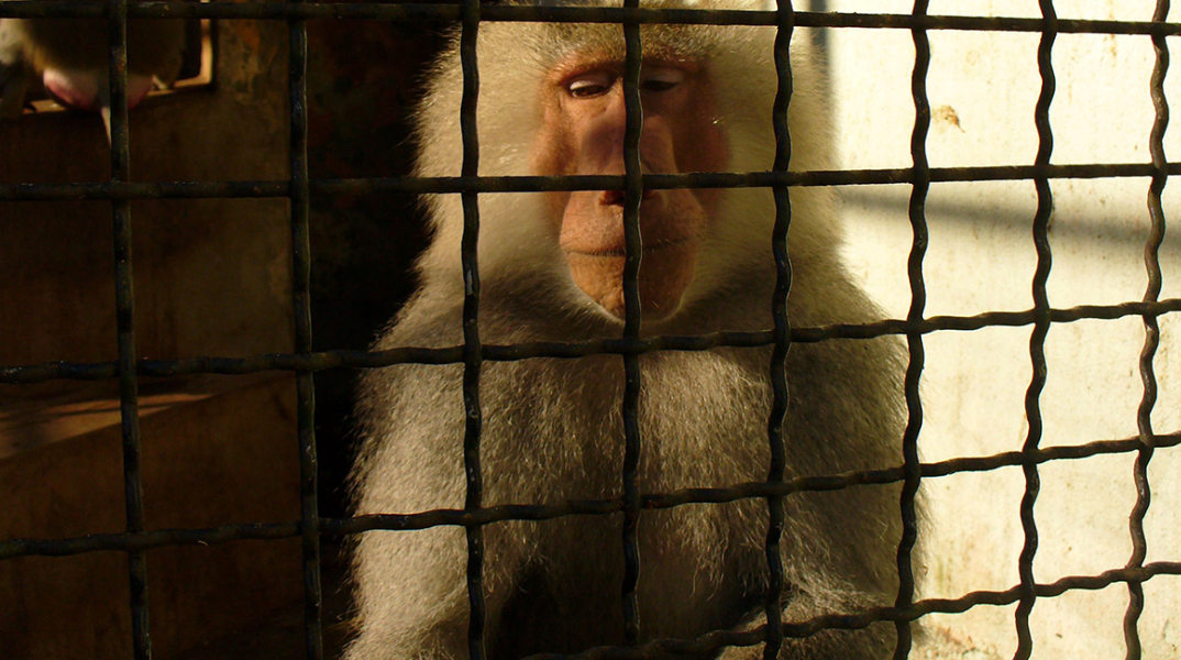 sad-monkey-behind-bars.jpg