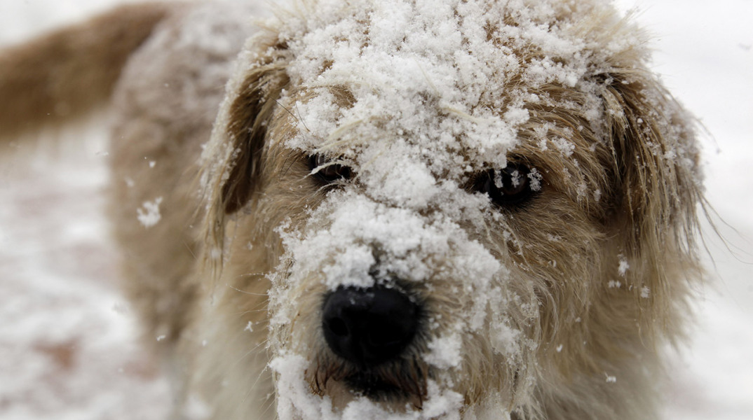 Χιόνι - Σκύλος 