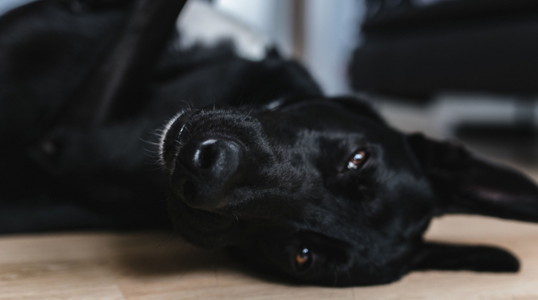 kaboompics_adorable-black-dog.jpg