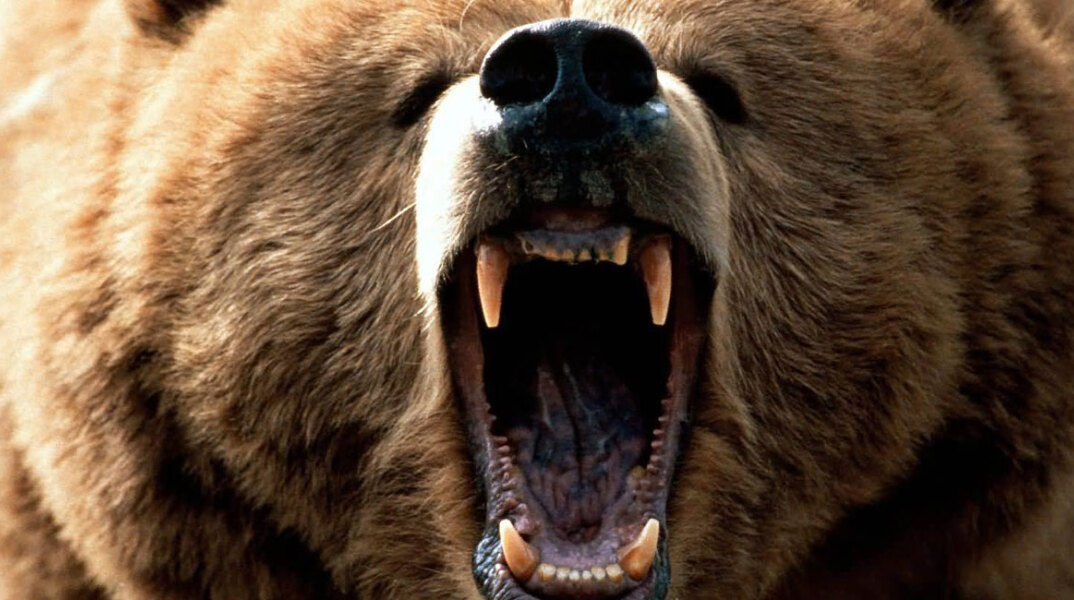 bear-grizzly.jpg