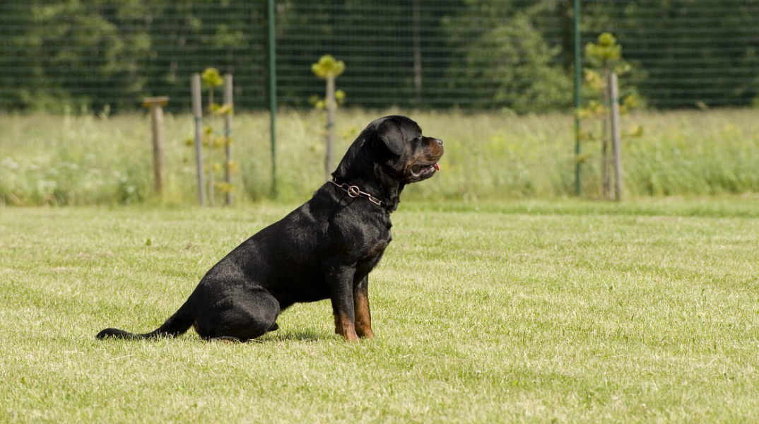 rottweiler.jpg