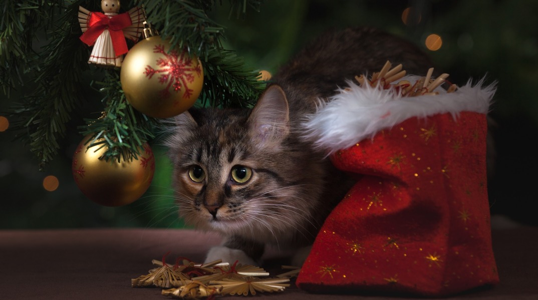 cat_xmas.jpg
