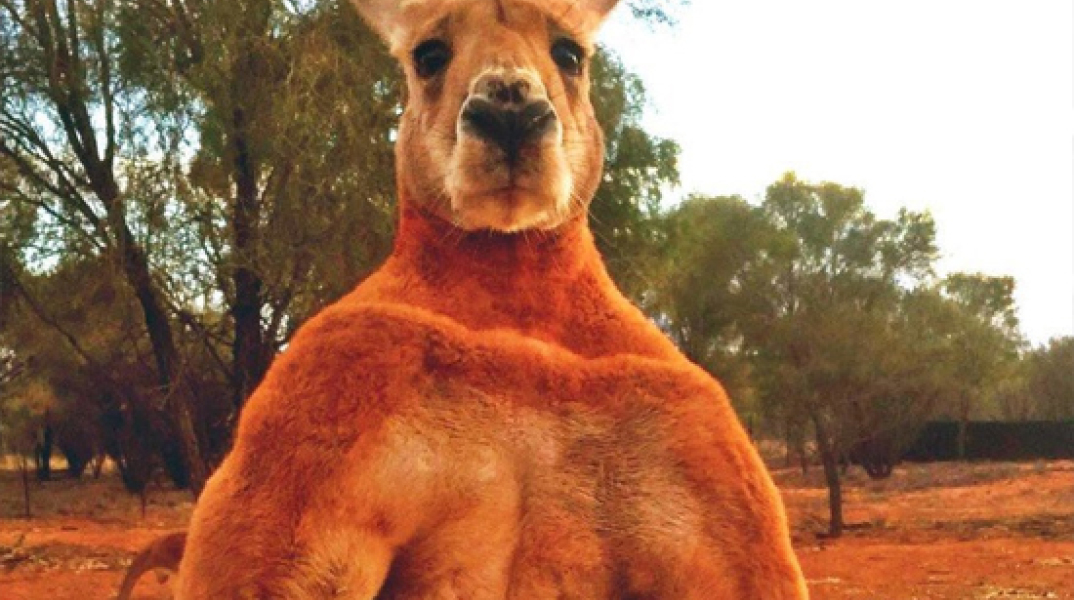 kangaroo.jpg