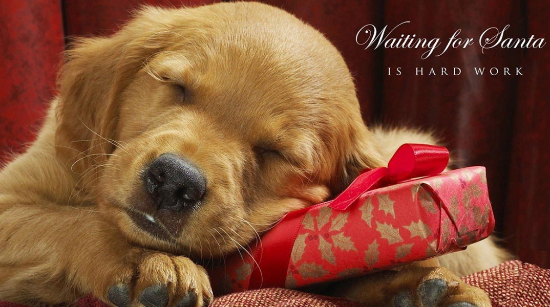 dog-christmas.jpg