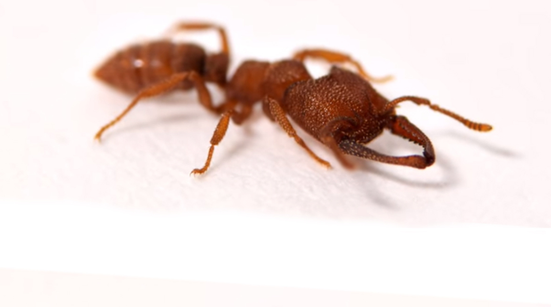 ant-dracula.jpg