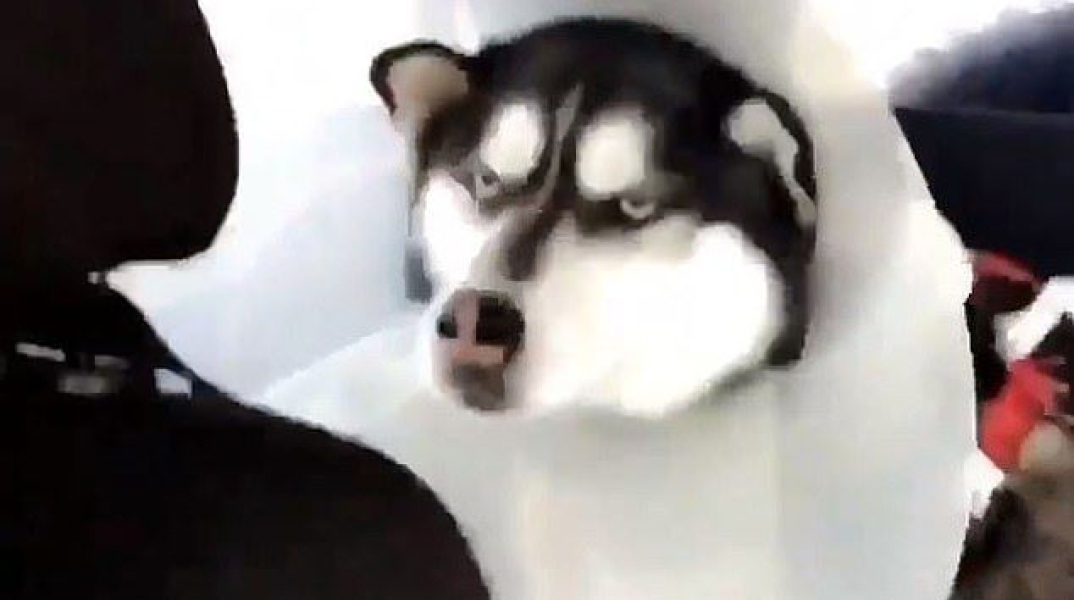 angry-husky.jpg