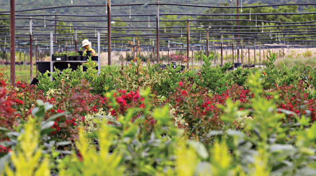 Ελληνικός Χρυσός