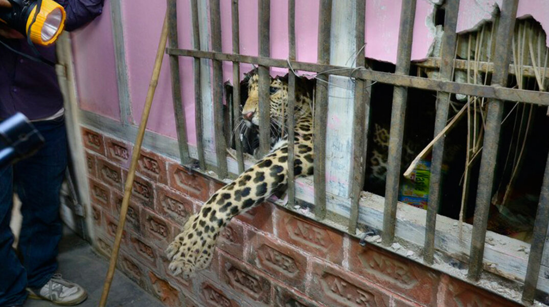 Λεοπάρδαλη