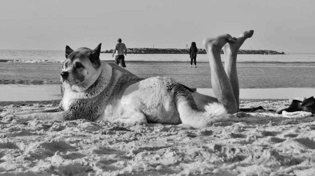 © Άνθιμος Ντάγκας