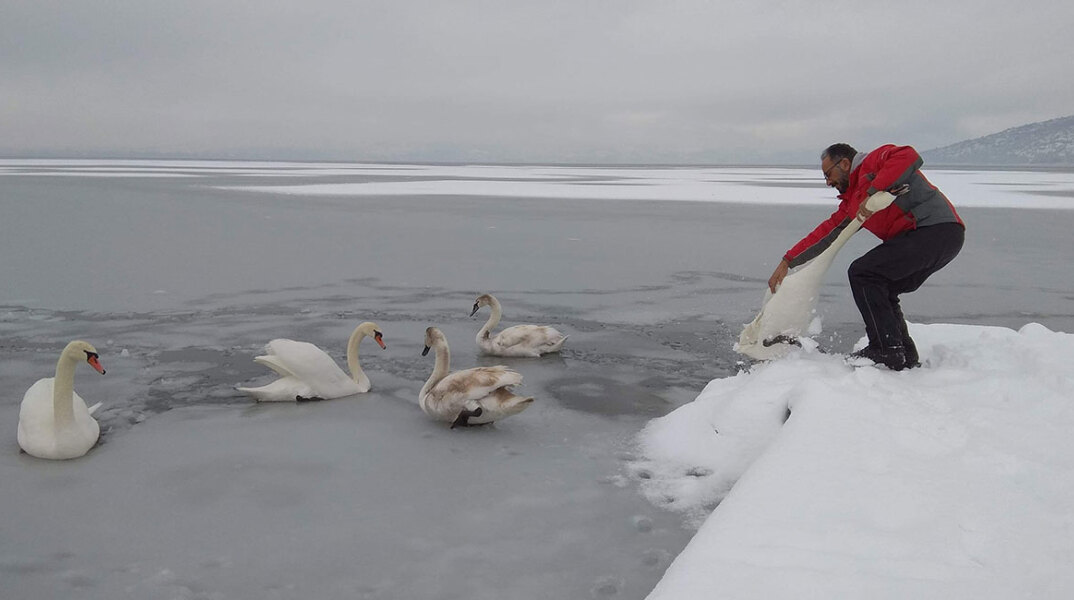 Εγκλωβισμένοι κύκνοι στην παγωμένη λίμνη της Καστοριάς