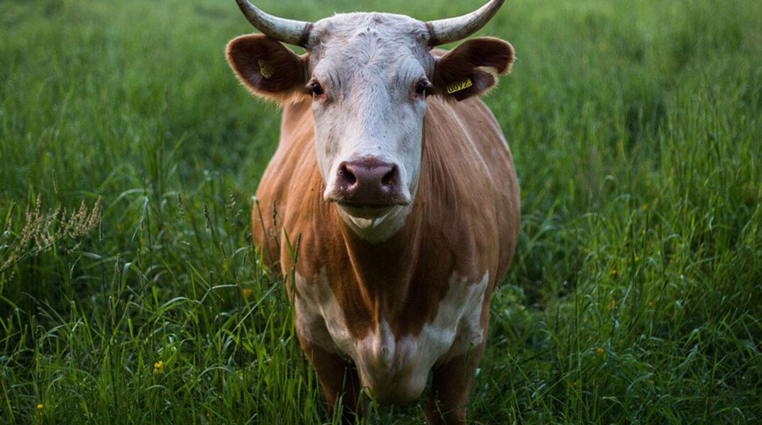 cow