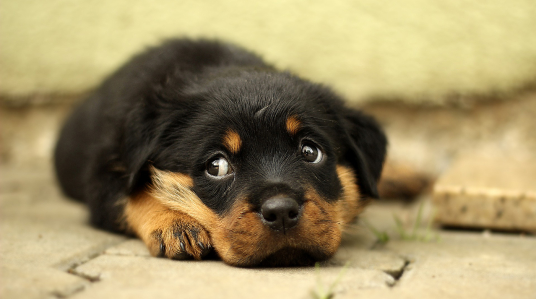 rottweiler-869018_1920.jpg