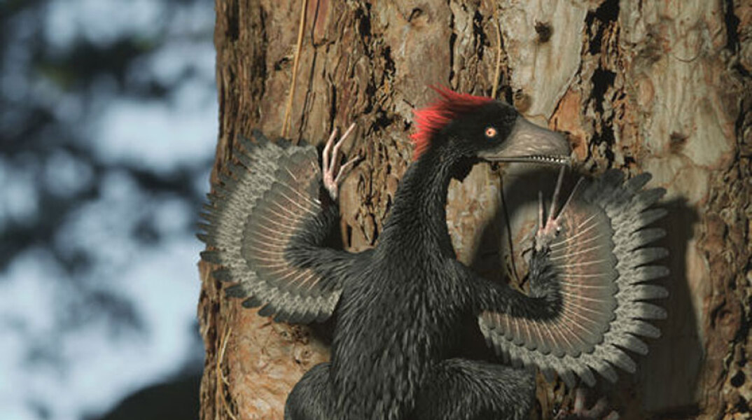 anchiornis