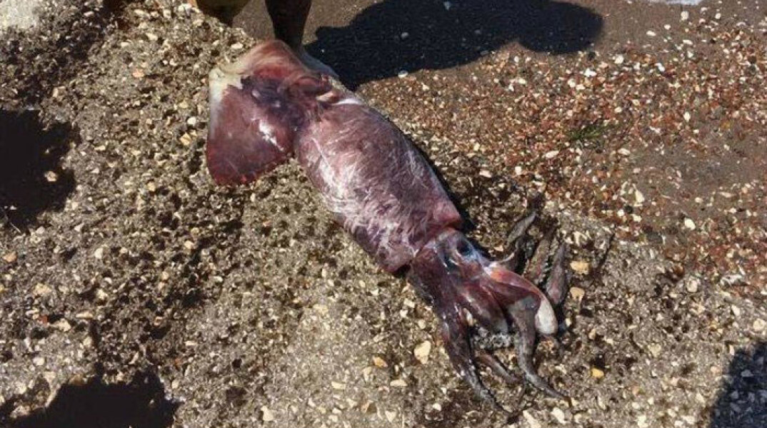 Καλαμάρι-γίγας στην Κρήτη