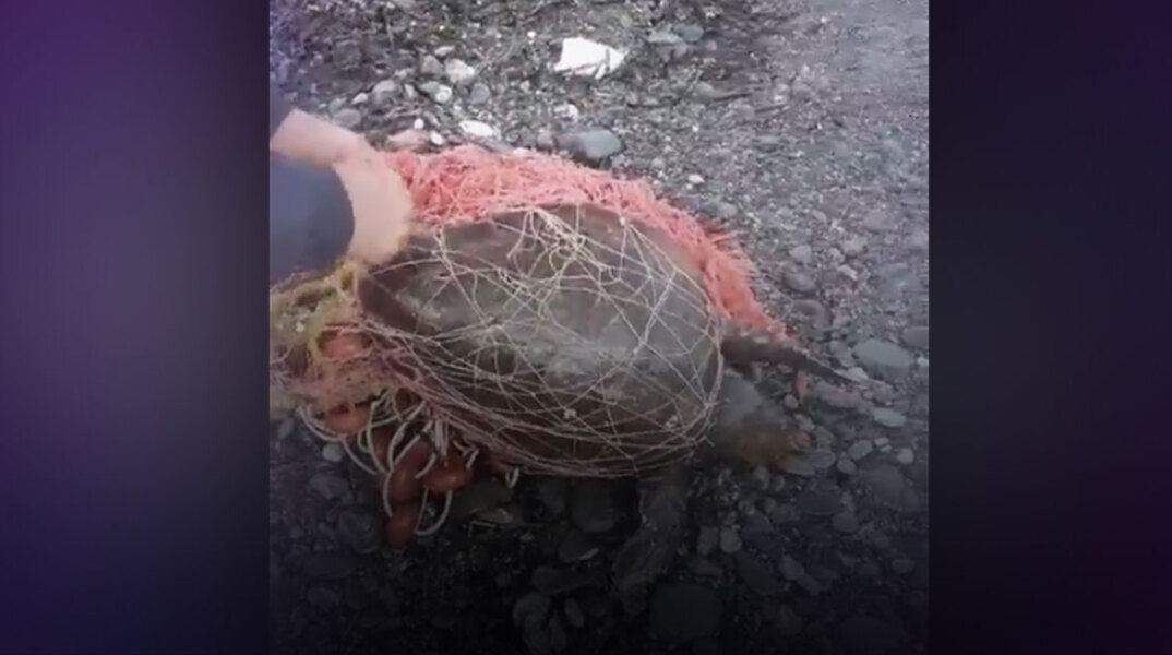 Εγκλωβισμένη χελώνα σε δίχτυα