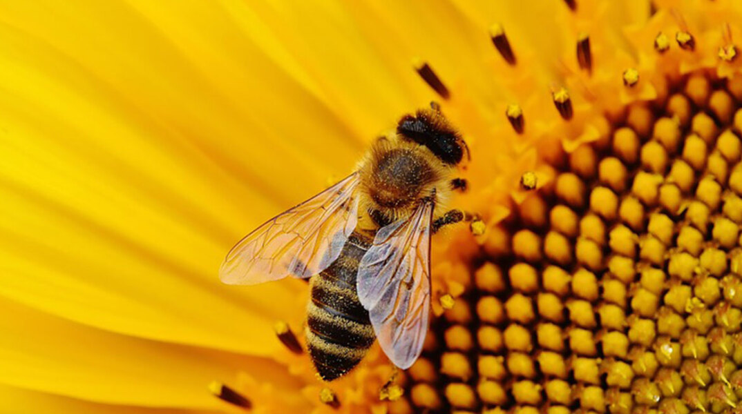 bee