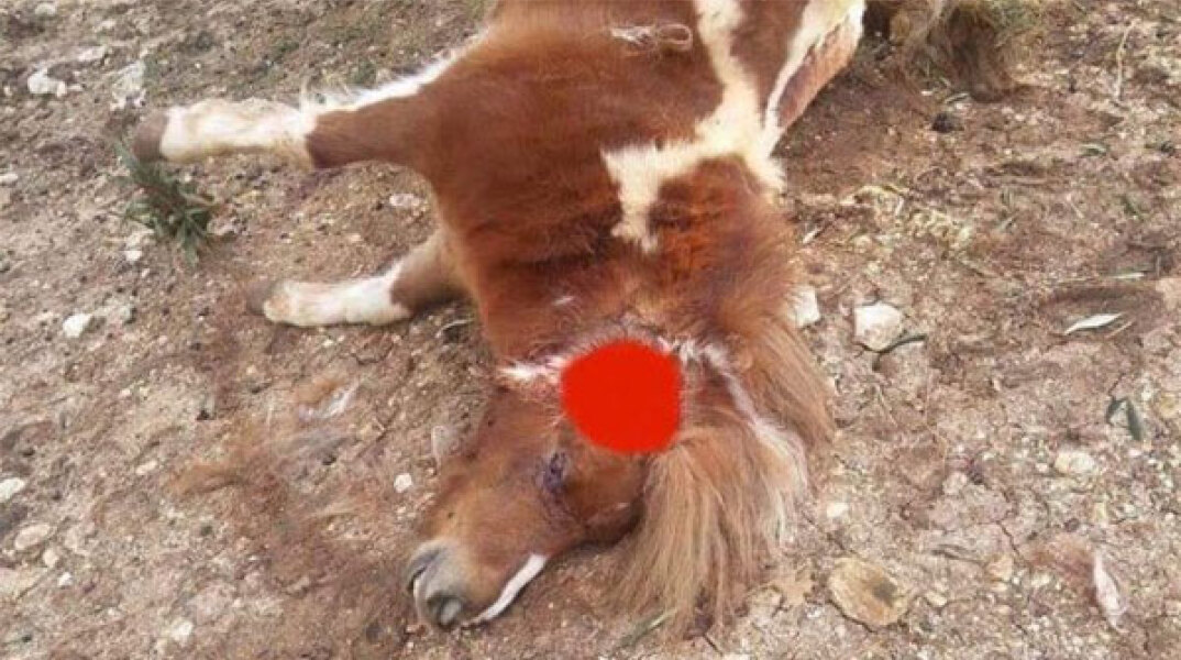 Θεσπρωτία: Σκότωσε πόνυ με καραμπίνα