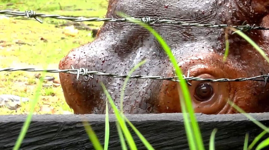 Οι ιπποπόταμοι του Εσκομπάρ