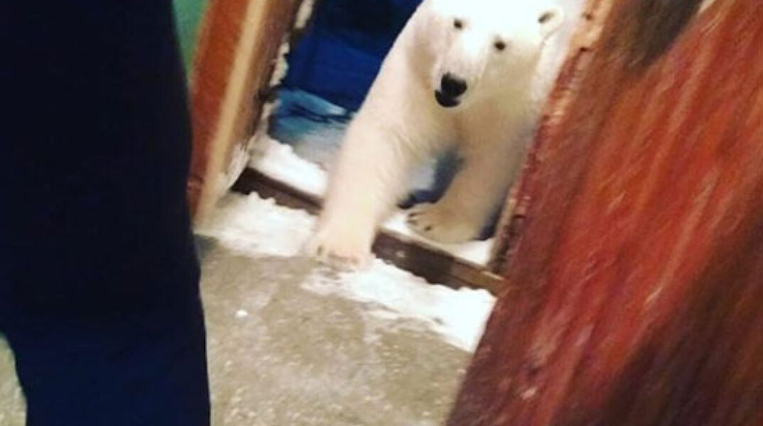 Εισβολή πολικών αρκούδων σε σπίτια