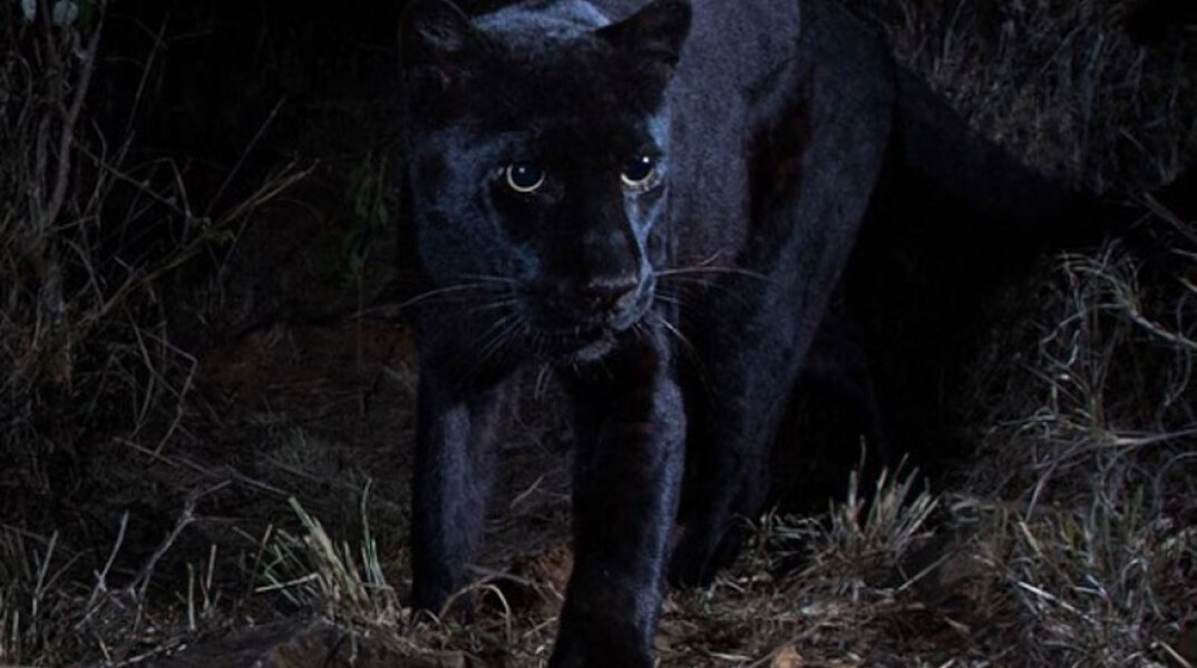 black-leopard