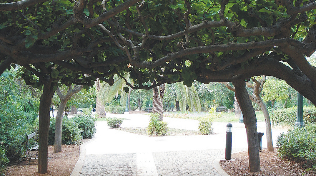 Η αλέα με τις μουριές. Το χειροποίητο στολίδι του κηπουρού  που αποφάσισε να πλέξει τα κλαριά.